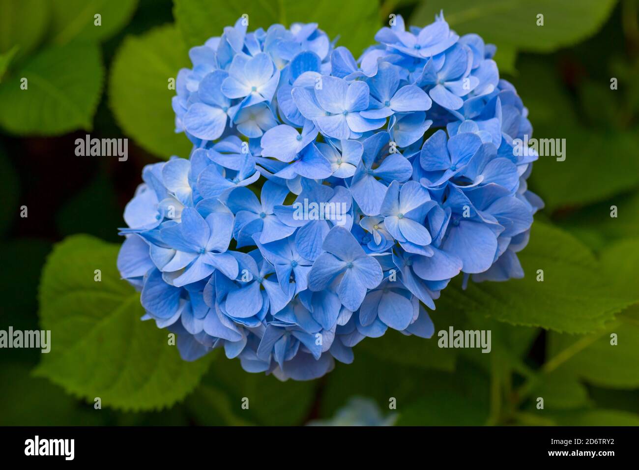 Idrangea macrophylla, idrangea con fiori blu Foto Stock
