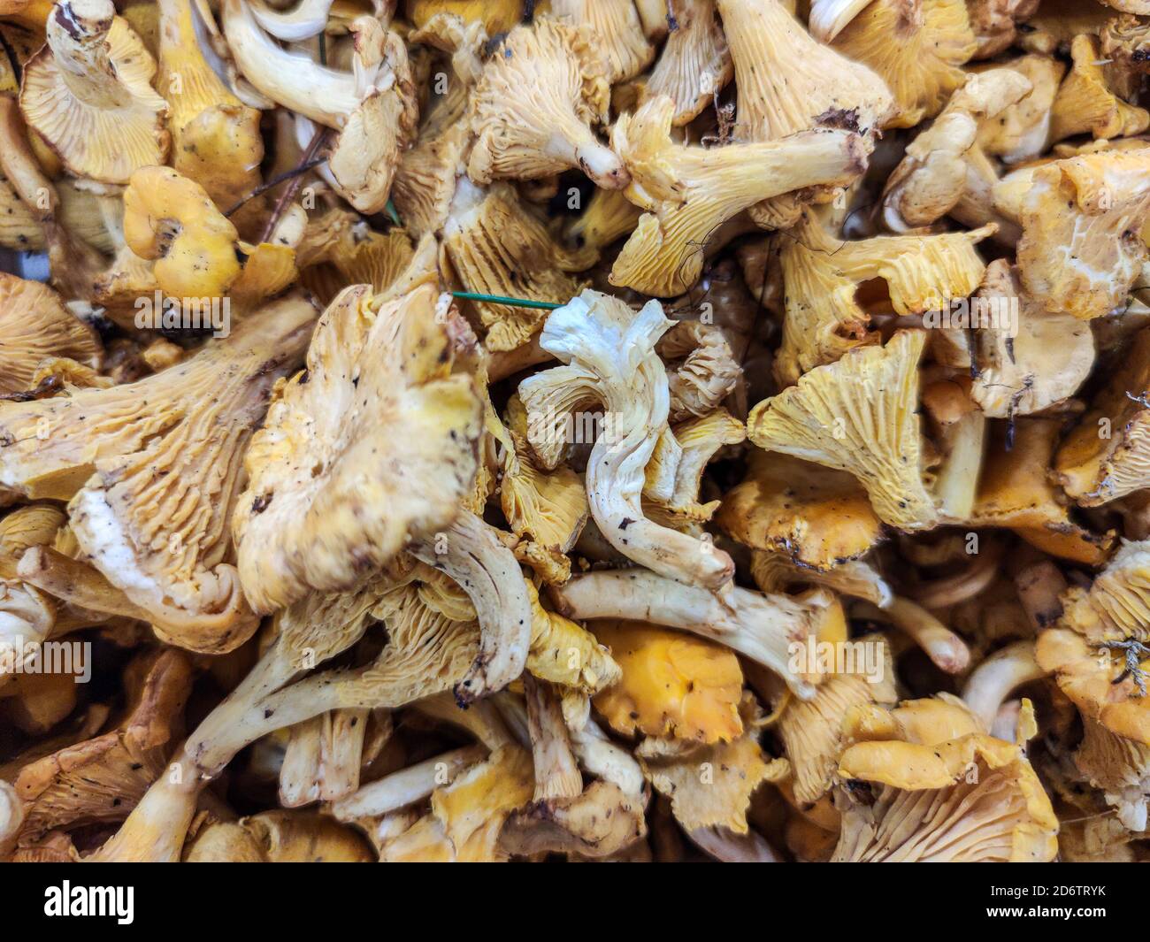 Selezionato fuoco sui funghi chanterelles per la vendita al mercato agricolo Foto Stock