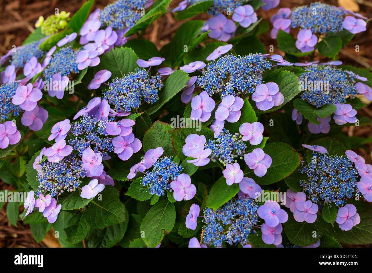 Idrangea macrophylla, idrangea lacecap con fiori blu e malva Foto Stock