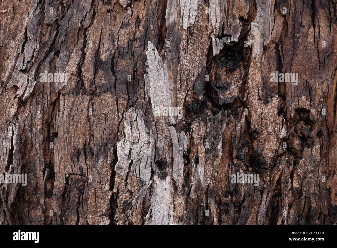 Corteccia dell'albero di eucalipto struttura di superficie di primo piano Foto Stock