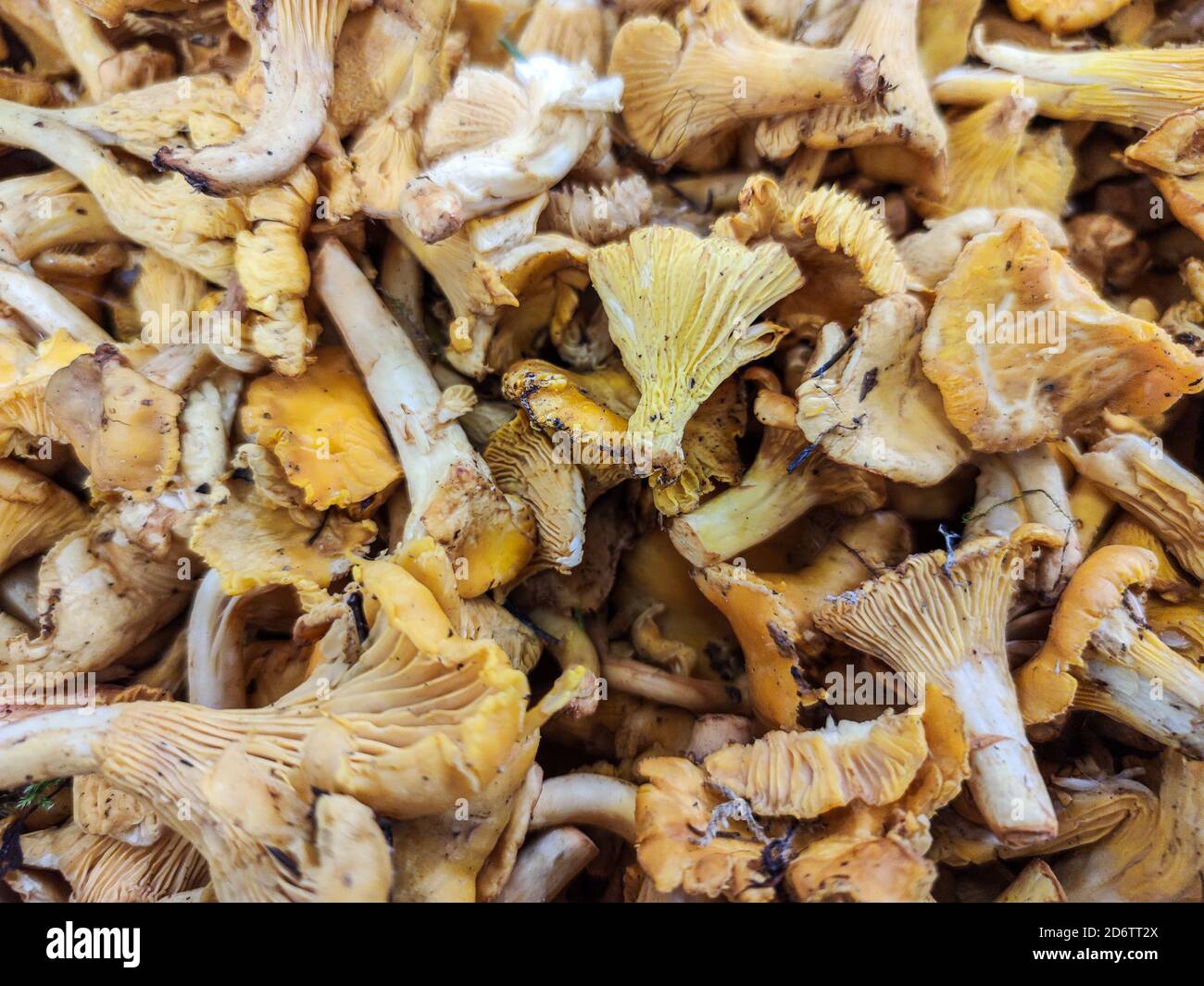 Selezionato fuoco sui funghi chanterelles per la vendita al mercato agricolo Foto Stock