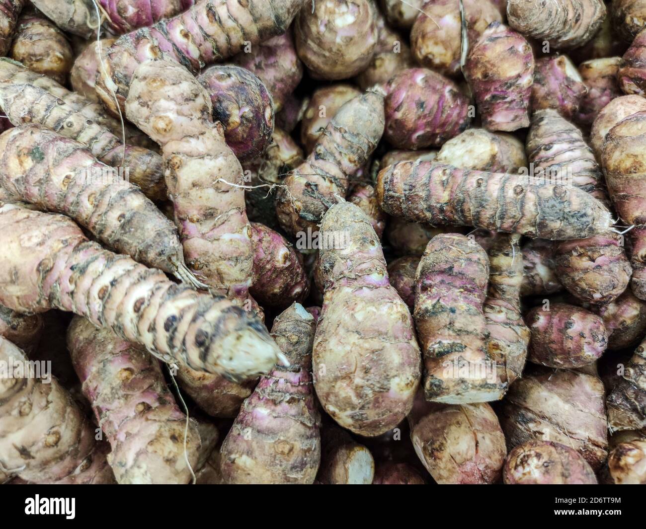 Focus selezionato su carciofi o topinambour del Gruppo di Gerusalemme venduti su un mercato Foto Stock