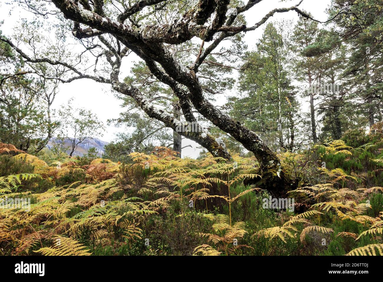 Autumn Woodland, ben Eighe National Nature Reserve, Kinlochewe, Highland, Scozia, Regno Unito Foto Stock