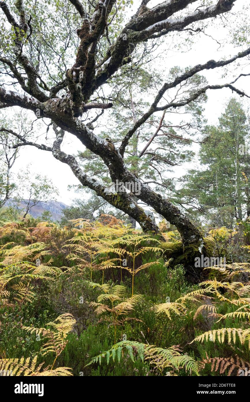 Autumn Woodland, ben Eighe National Nature Reserve, Kinlochewe, Highland, Scozia, Regno Unito Foto Stock