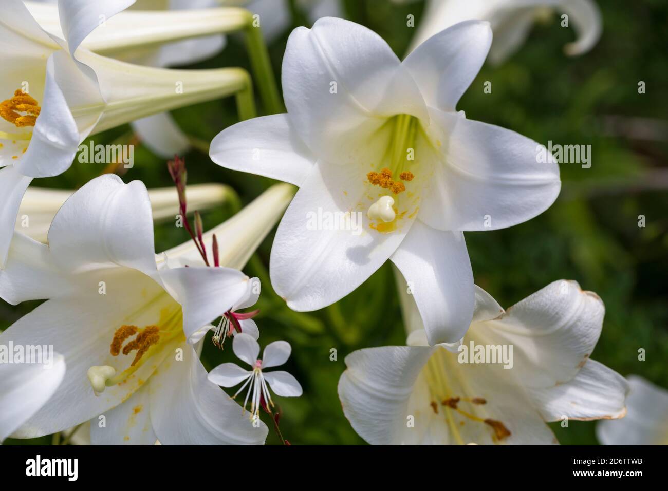 Lilium longiflorum Bellsong, giglio tromba ibrido orientale. Questi sono spesso conosciuti come gigli di Pasqua. Foto Stock