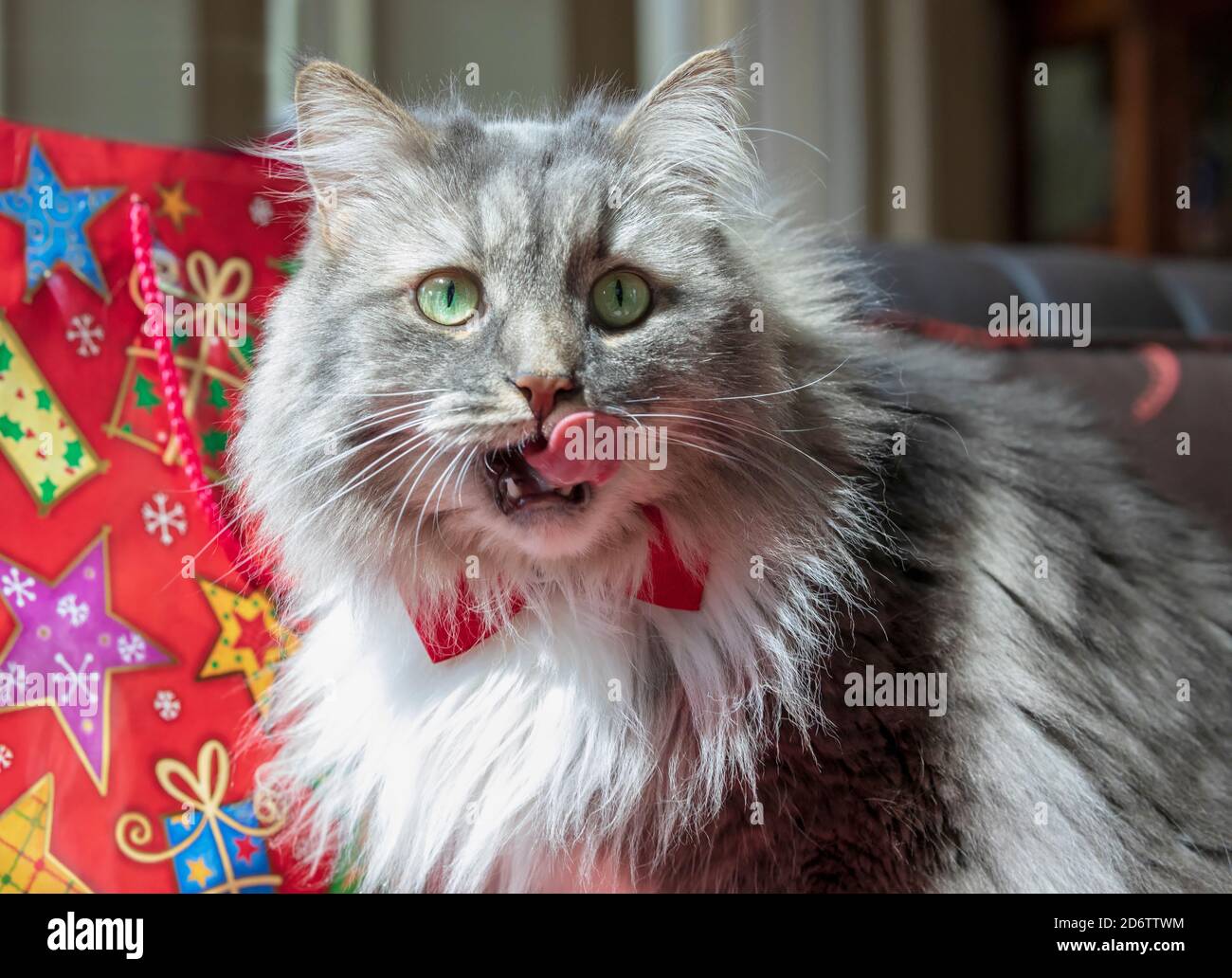 Un gatto tabby grigio dai capelli lunghi con un tema di Natale. Gatto della foresta siberiana con gli occhi verdi e una cravatta bianca che indossa una cravatta rossa. Foto Stock