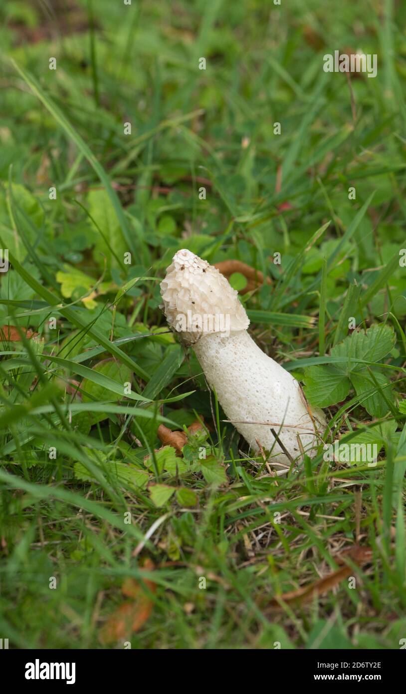 Stinkhorn (Phallus impudicus) Foto Stock