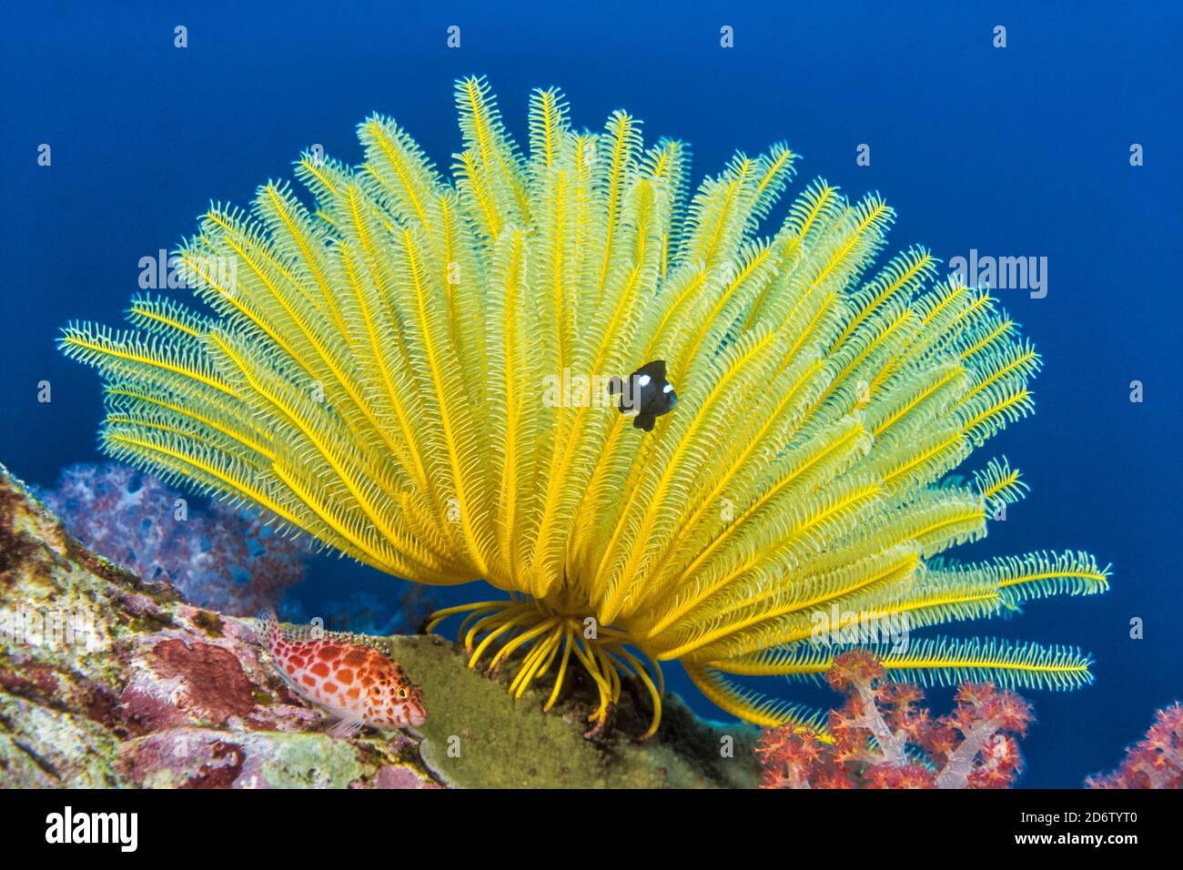 Crinoide, Comanthina schlegeli, con tre scorfani Spot, Pomacentrus tripunctatus, Similan Islands Marine National Park, Thailandia, Mare delle Andamane, Indi Foto Stock