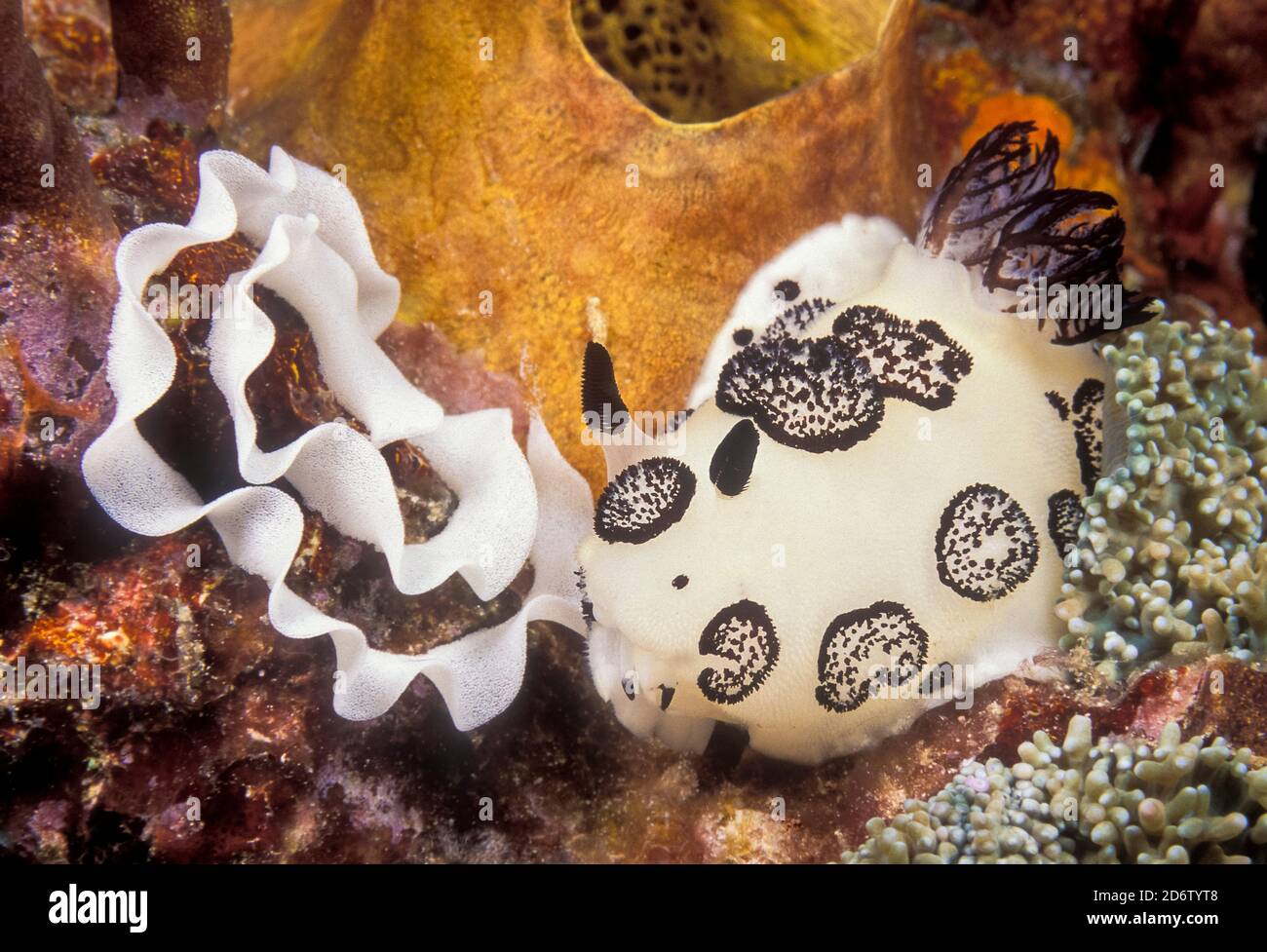 Nudibranch, Jorunna funebris, uova di posa. Thailandia, Mare delle Andamane Foto Stock