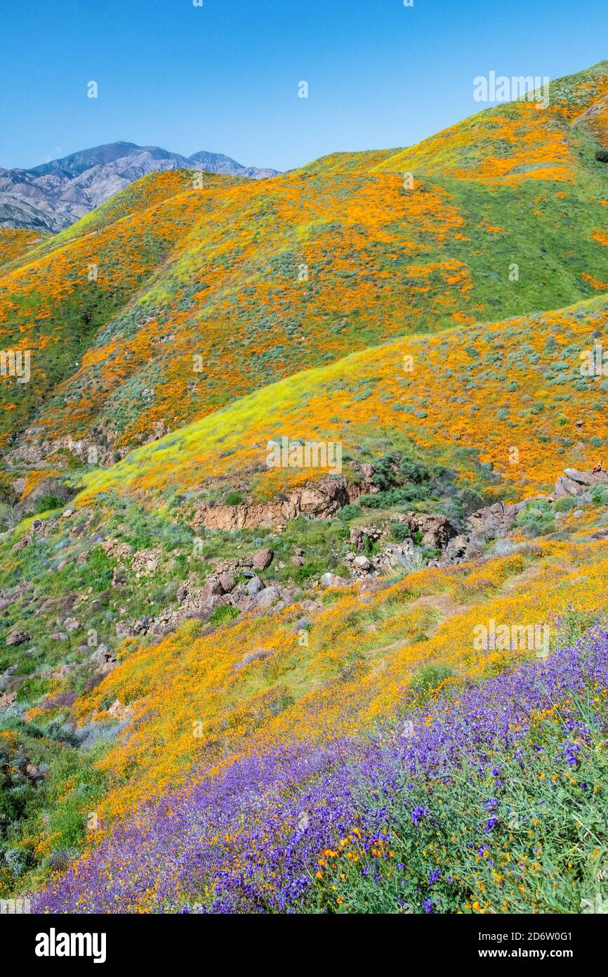 Il deserto della California meridionale ha scolorito durante il Superbloom del 2019. Lago Elsinore, California, Stati Uniti Foto Stock