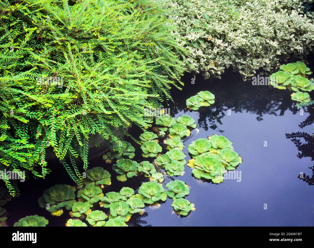 Piante d'acqua in uno stagno tropicale, lattuga d'acqua, stratioti di Pistia (in acqua) Foto Stock