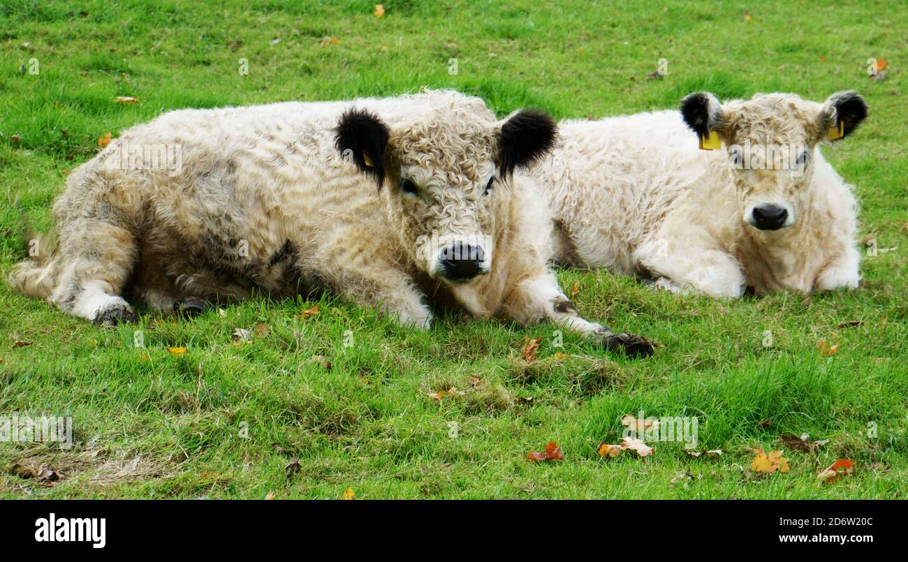 Due carini vitelli sono sdraiati nel prato. Pelle bianca e orecchie nere. La pelle è lanosa Foto Stock