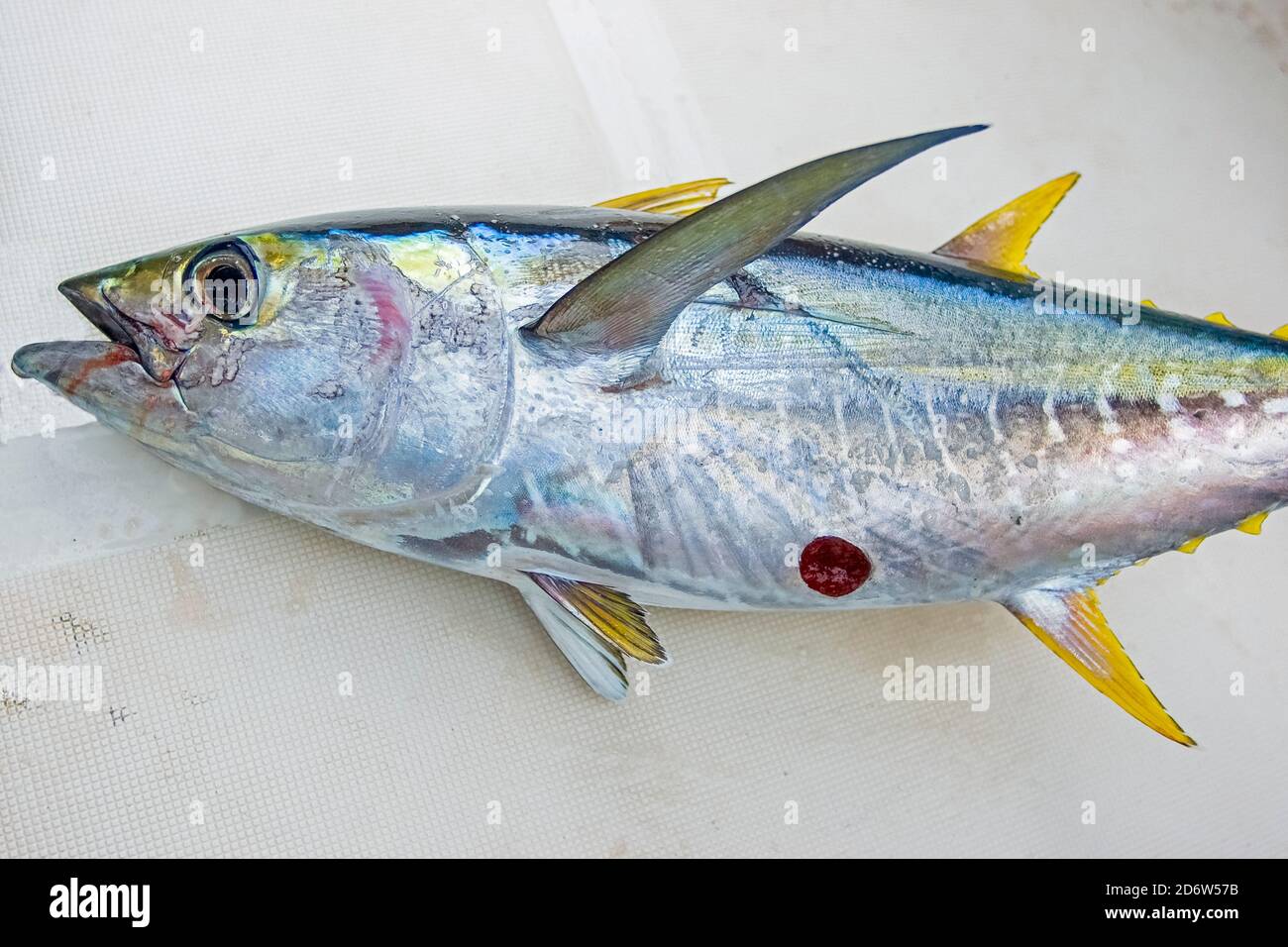 thunnus-albacares-immagini-e-fotografie-stock-ad-alta-risoluzione-alamy