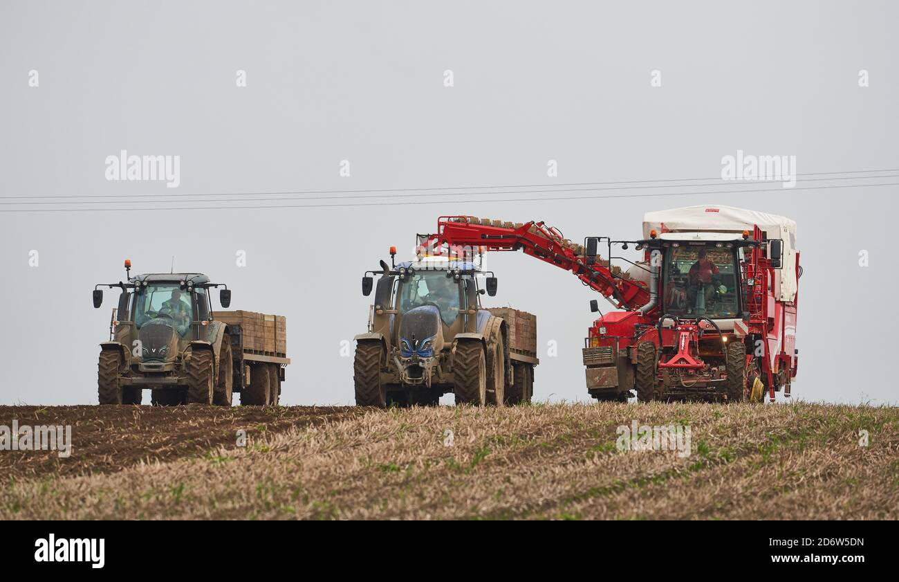 18 ottobre 2020. Portsoy, Moray, Scozia, Regno Unito. Agricoltori impegnati a lavorare raccogliendo patate da semina per l'esportazione. Foto Stock