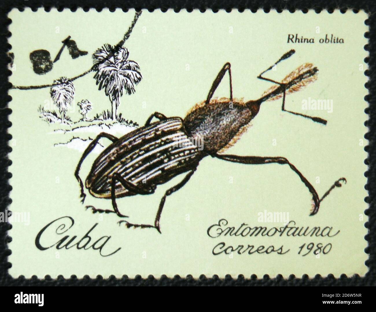 MOSCA, RUSSIA - 7 GENNAIO 2017: Un francobollo stampato da Cuba mostra Beetle Rhina oblita, insetti serie, circa 1980 Foto Stock