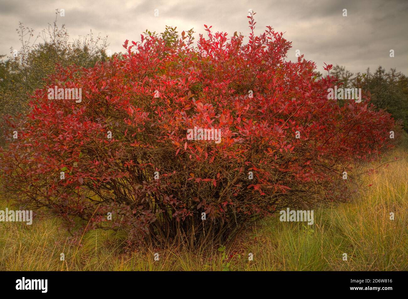 Amarena nei colori autunnali, un arbusto con belle foglie rosse in un campo di erba di moor viola sotto un cielo scuro Foto Stock