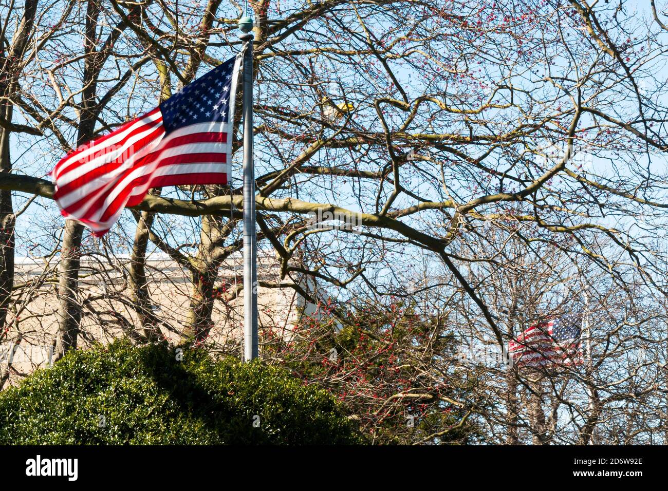 Due bandiere americane che soffiano nel vento in primavera, guardando anche se i rami di alberi senza foglie. Foto Stock