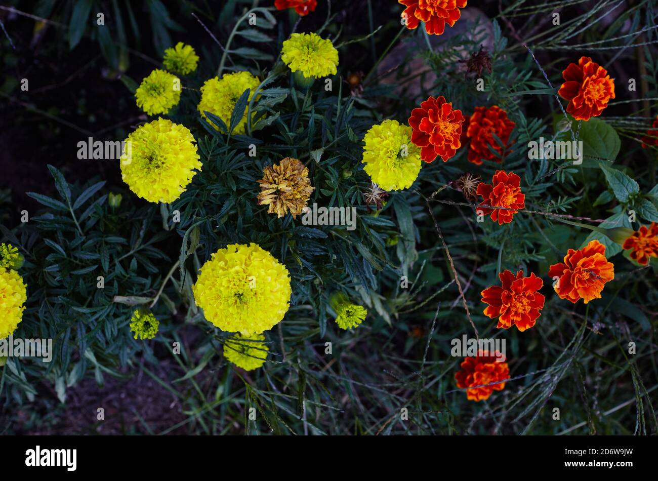 Primo piano bellissimo fiore Marigold e foglia (Tagetes erecta, messicano, azteco o francese marigold) in giardino Foto Stock