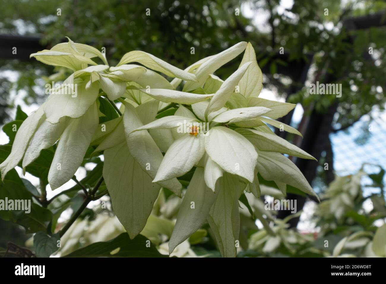 Ago e filo di Adamo (Yucca filamentosa) Foto Stock