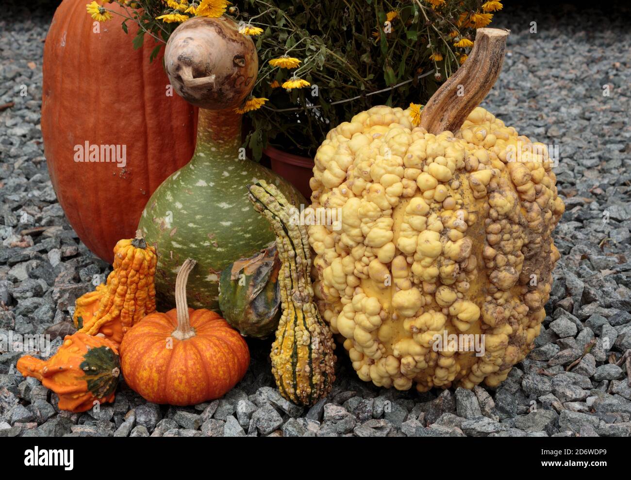 Arrangiamento di zucche e zucche decorative su ghiaia in arancione, giallo e verde con pelle liscia e lavorata a maglia per Halloween o stagione autunnale Foto Stock