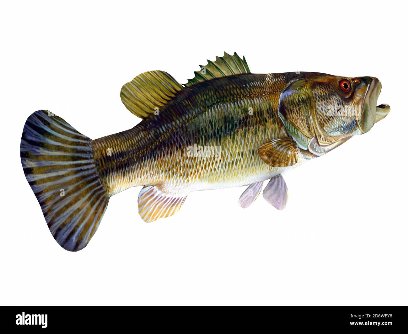 Redeye Bass Tail - il Redeye è una specie di pesce persico d'acqua dolce che si trova in laghi, fiumi e corsi d'acqua della Georgia e dell'Alabama, Stati Uniti d'America. Foto Stock