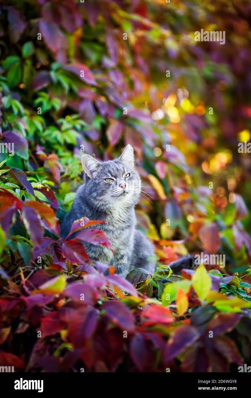 ritratto di un bel gatto a righe seduto in giardino Tra i colori brillanti delle uve in una giornata di sole Foto Stock
