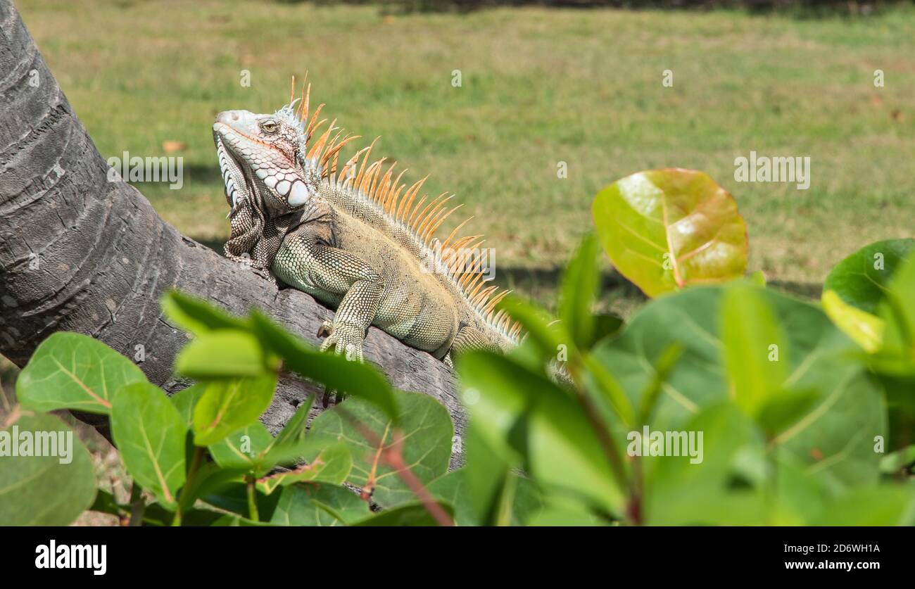 Grande iguana verde, con dewlap visibile, crogiolarsi al sole sul fusto di palma a St. Croix, nelle Isole Vergini statunitensi Foto Stock