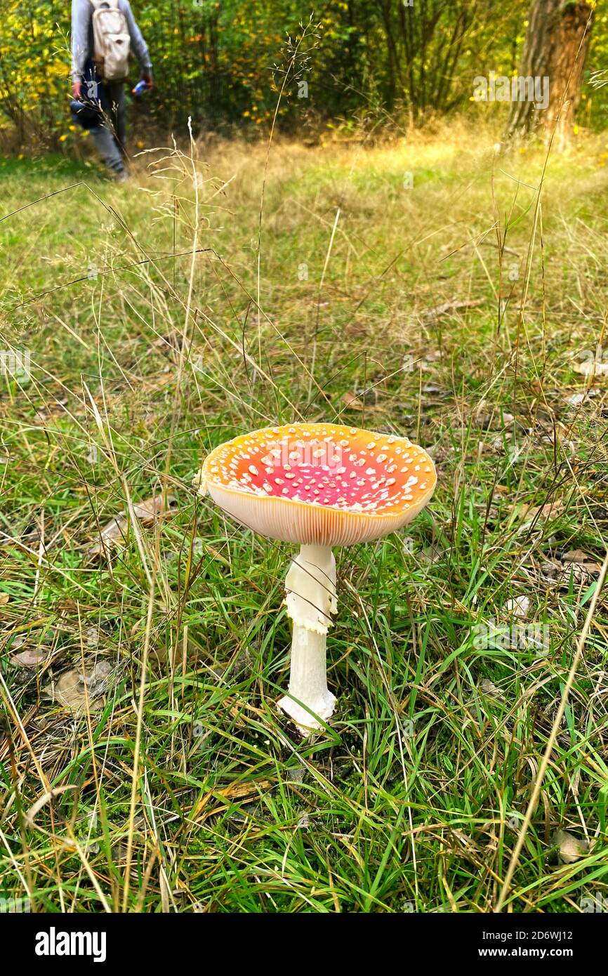 Amanita Muscaria. Rosso selvatico velenoso Fly Agarico fungo in foresta in autunno tra foglie secche in foresta. Immagine verticale. Foto Stock