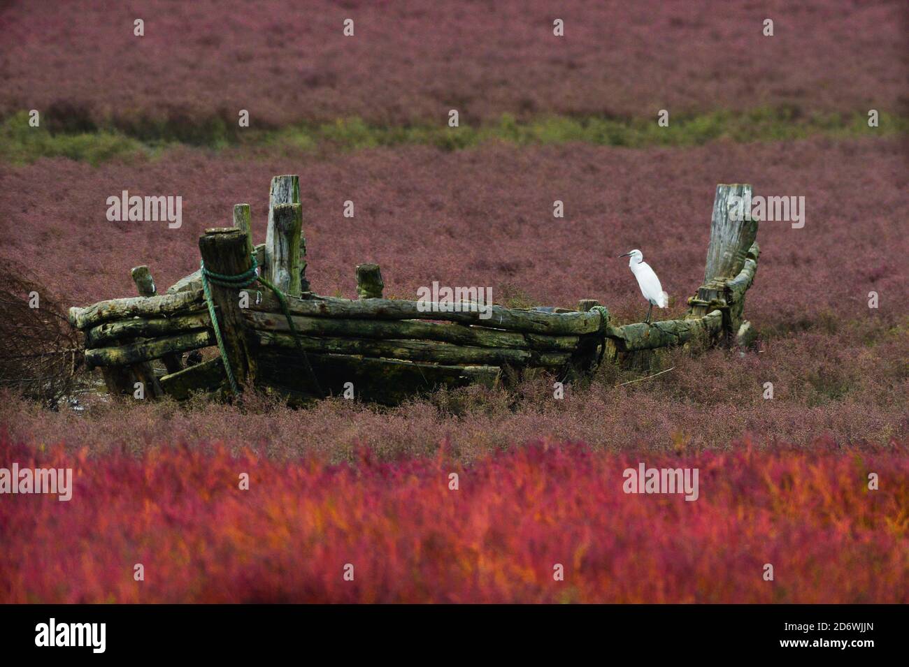 Qingdao, Cina. 15 Ott 2020. Il mare-blite salino e terra alcalina diventa rosso nel tardo autunno a Qingdao, Shandong, Cina il 15 ottobre, 2020.(Photo by TPG/cnsphotos) (Photo by Top Photo/Sipa USA) Credit: Sipa USA/Alamy Live News Foto Stock