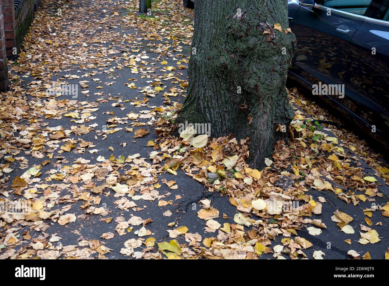 Foglie cadute e pavimentazione asfaltata sollevata da un Lime Tree urbano, Warwick, Regno Unito Foto Stock