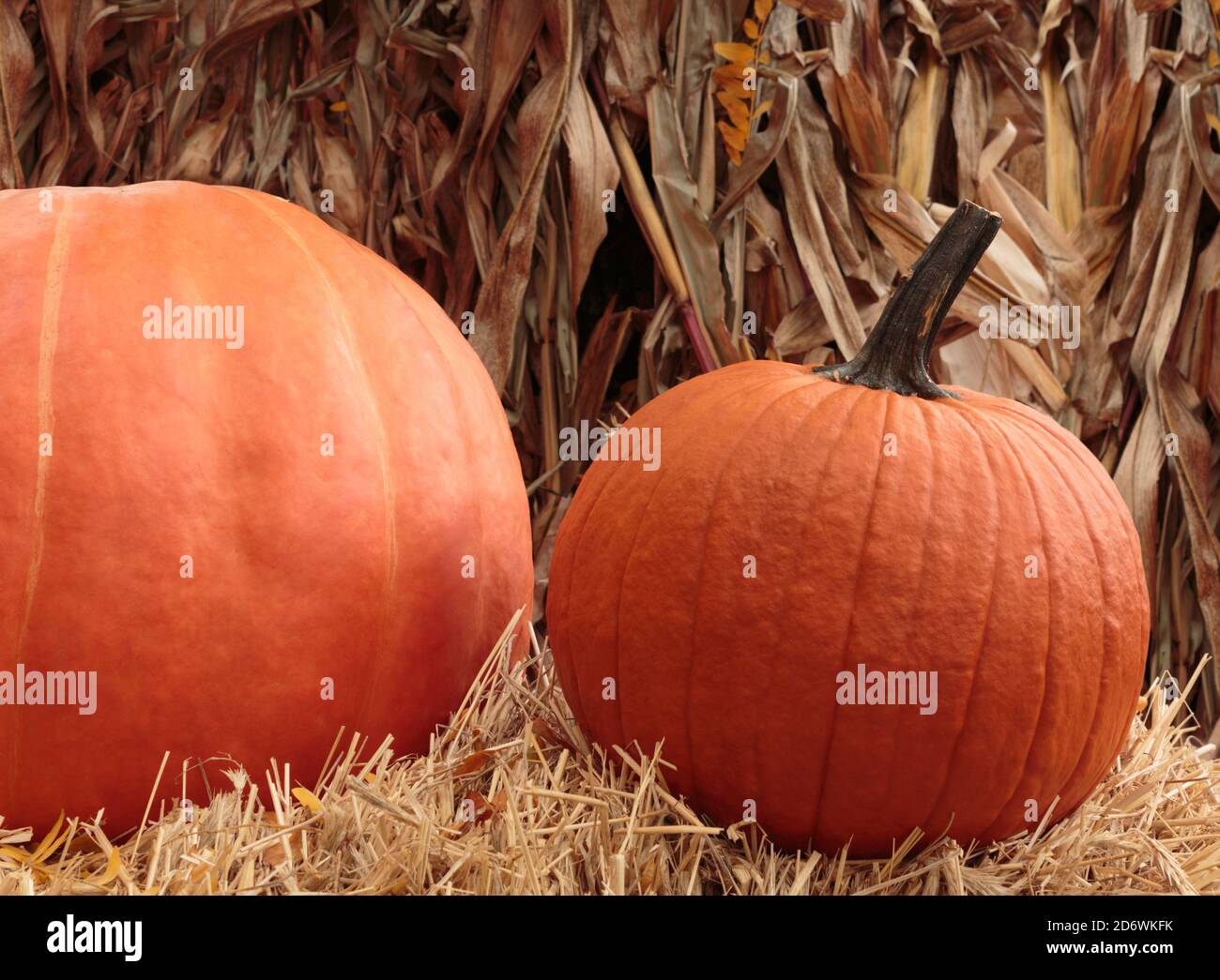 Zucche d'arancia in un letto di fieno con foglie di gambo di mais essiccate dietro, un'esposizione decorativa per tema Halloween o autunno stagione Foto Stock