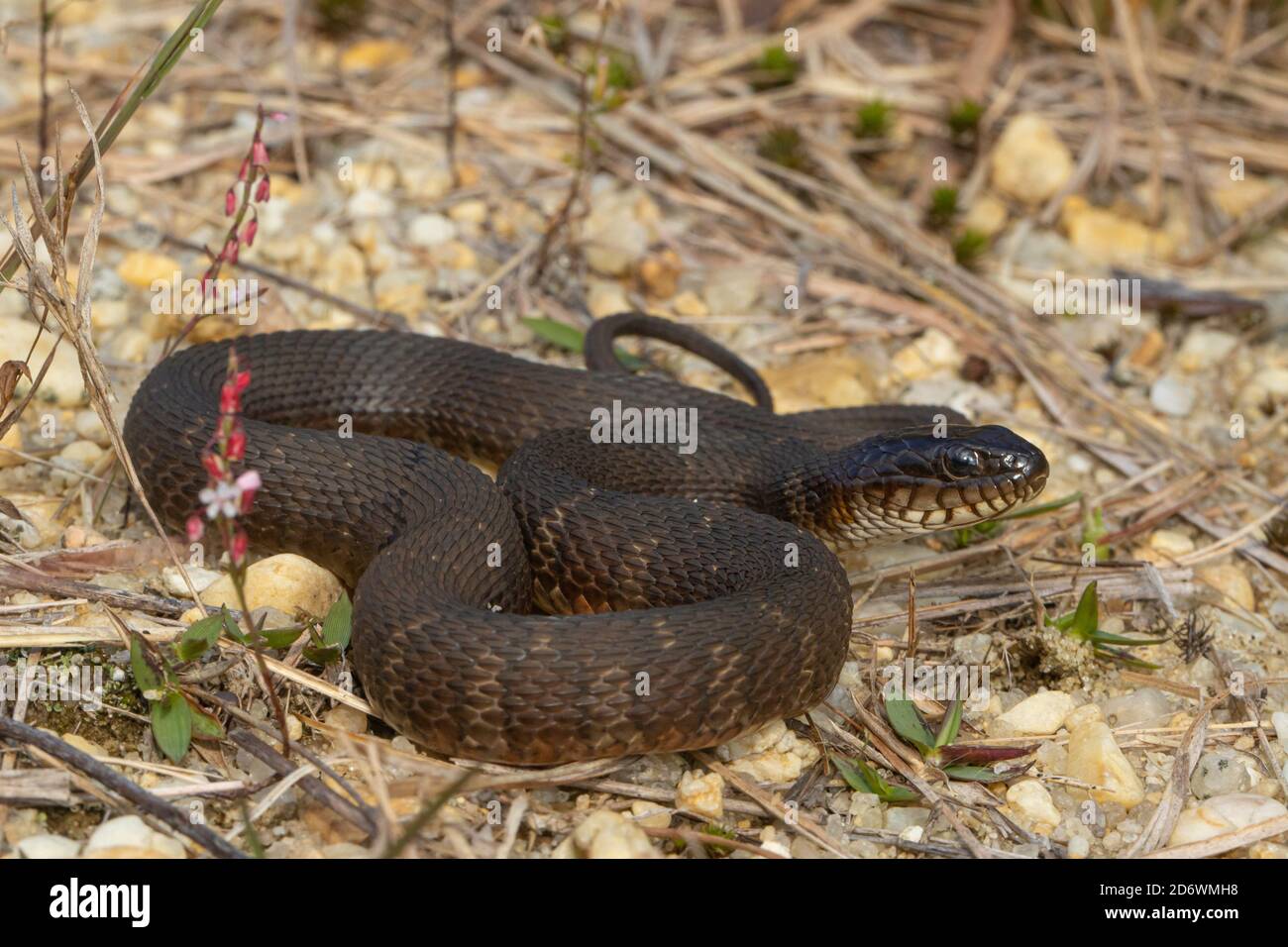 Serpente d'acqua settentrionale - Nerodia sipedon Foto Stock