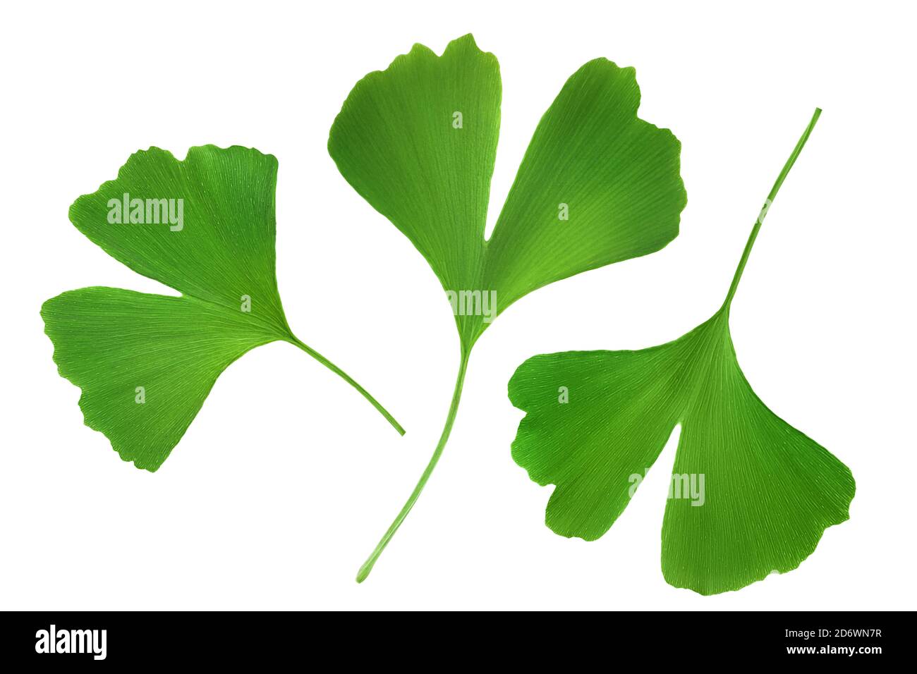 Ginkgo biloba foglia fresca isolata su sfondo bianco. Foto Stock