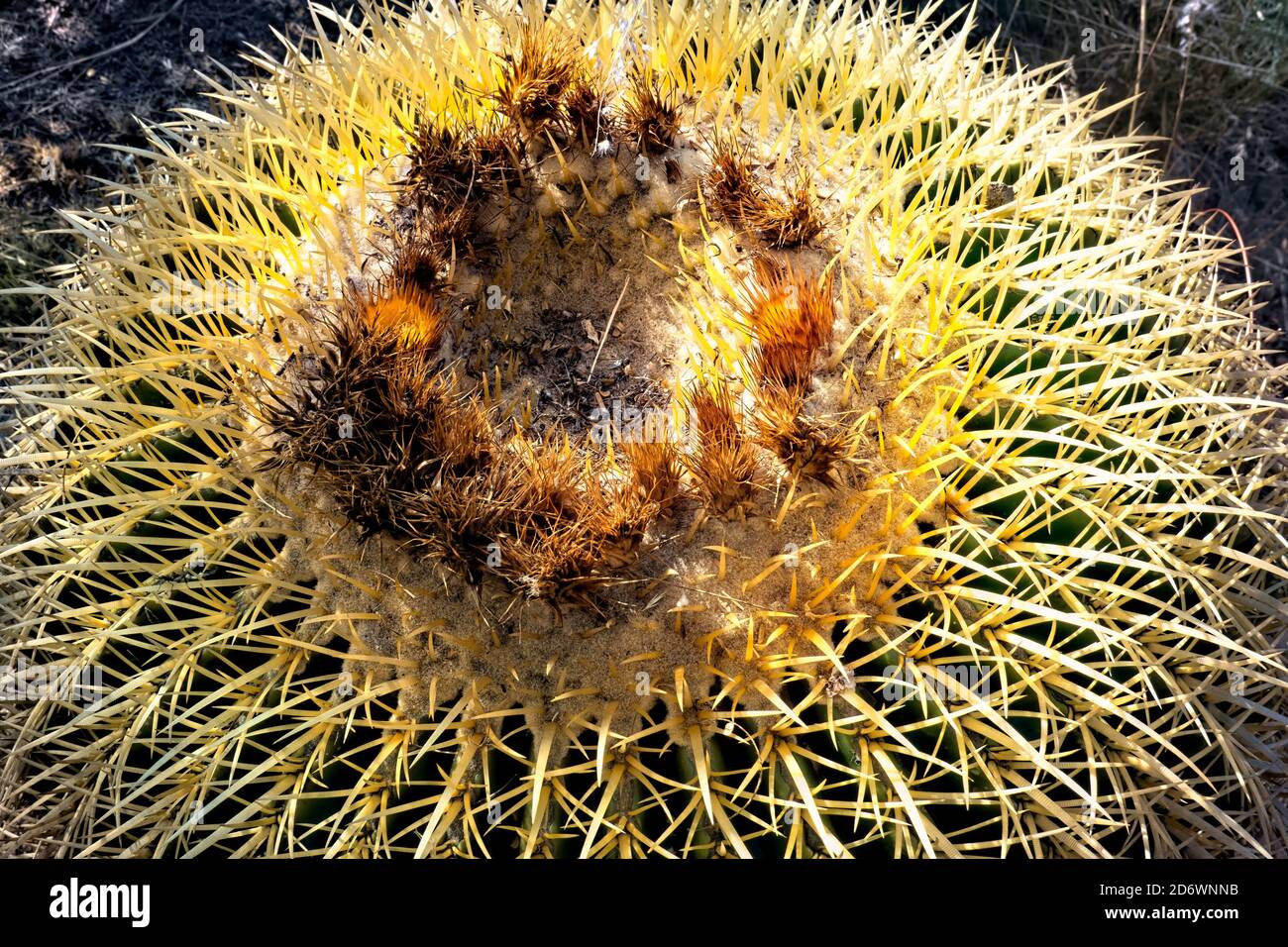 Il cactus del Barrel d'Oro (Echinocactus grusonii), il giardino botanico di El Charco del Ingenio, San Miguel de Allende, Guanajuato, Messico Foto Stock