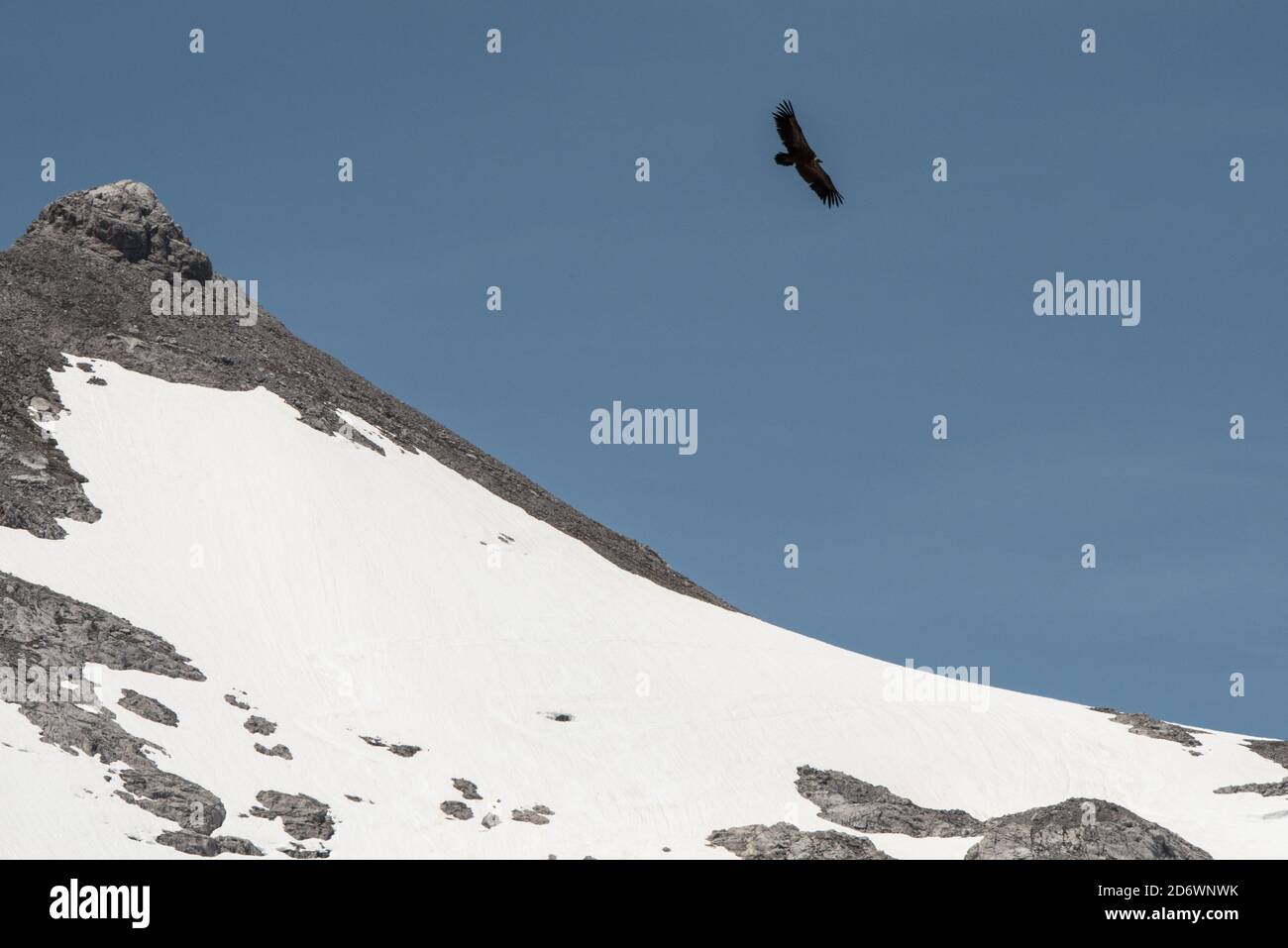 Griffon Vulture sorvolando Fuente De, Picos de Europa, Spagna. Foto Stock