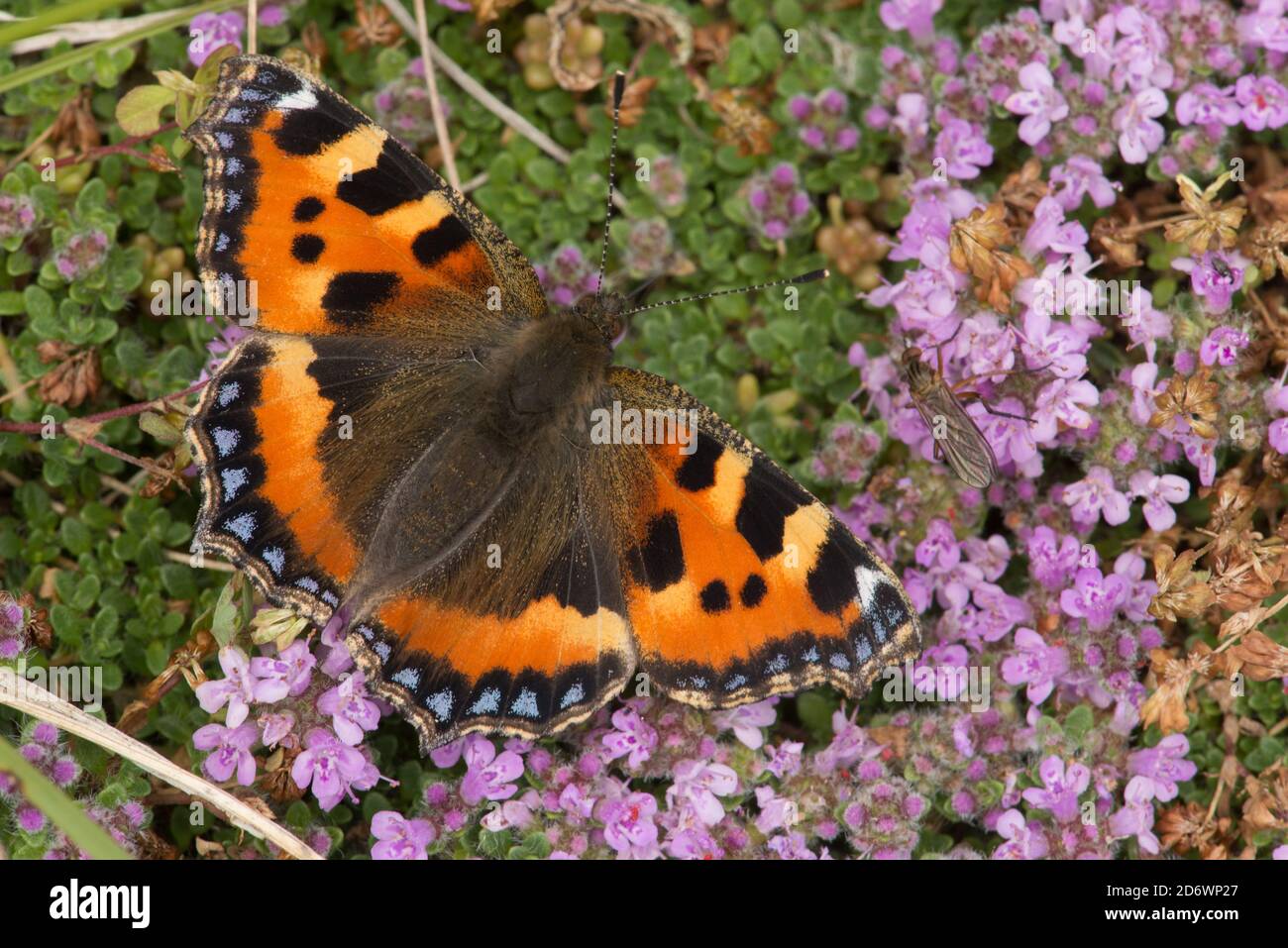 Piccola farfalla di tartaruga sul timo, Regno Unito. Foto Stock