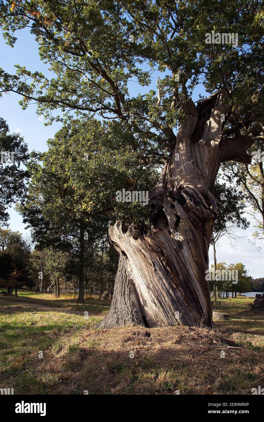 La quercia di Wotton, la quercia più antica in Buckinghamshire sicuramente avrebbe ispirato capacità Brown Foto Stock