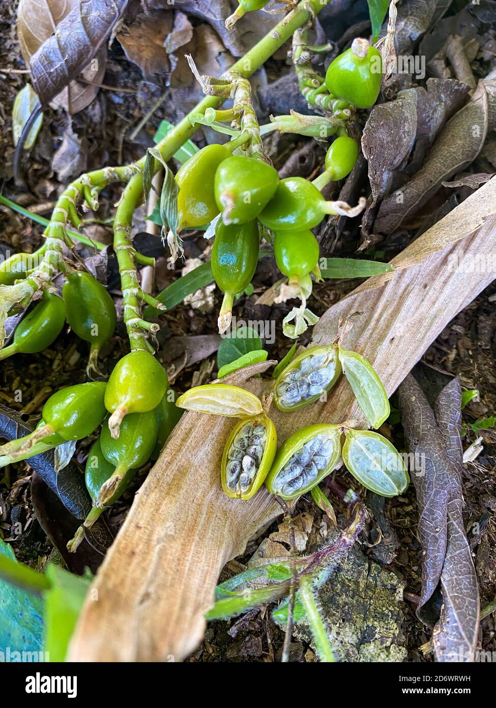 Cardamomo verde (Elettaria cardamomum). Foto Stock