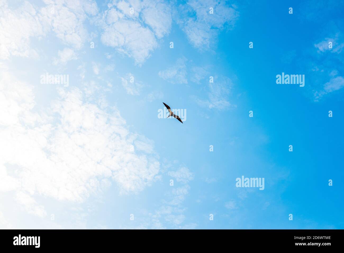 Frigate uccello volare in un cielo nuvoloso blu Foto Stock