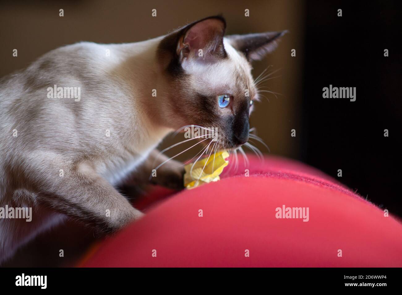 giovane gatto siamese che gioca su un cuscino rosso Foto Stock