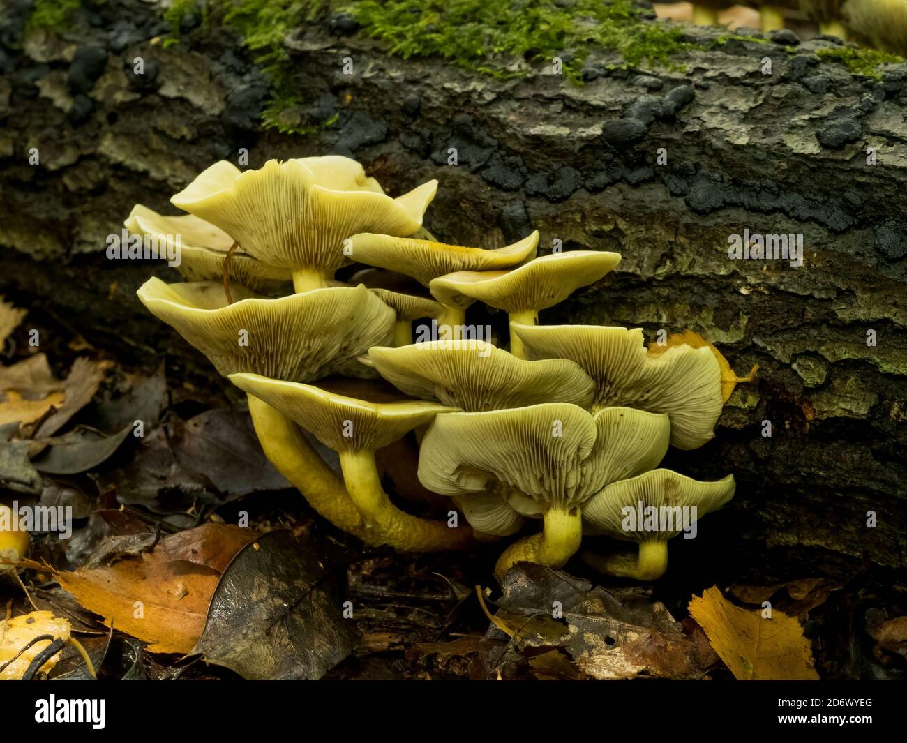 Tufo di solfuro (ipoloma fasciculare) Foto Stock