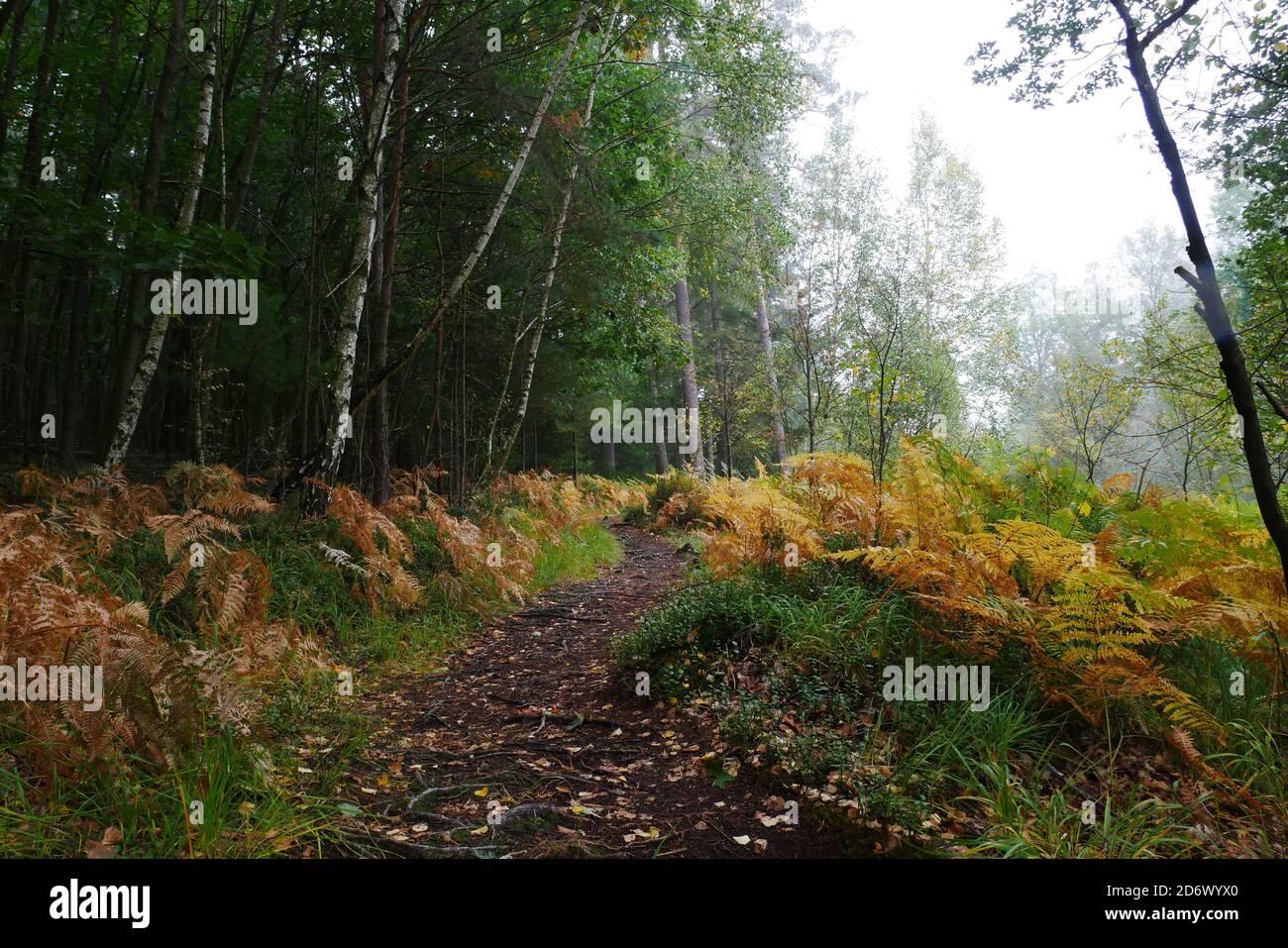 Percorso atmosferico attraverso il Moro in autunno con felce d'arancia e uccelli bianchi lungo la strada Foto Stock