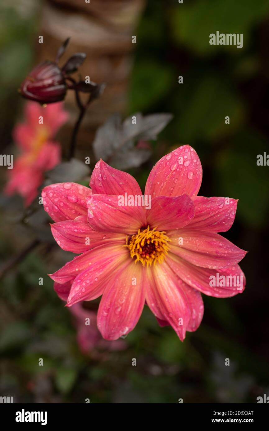 Fiori Revel di Dahlia Twyning dopo una pioggia, ritratto in primo piano di fiori naturali Foto Stock