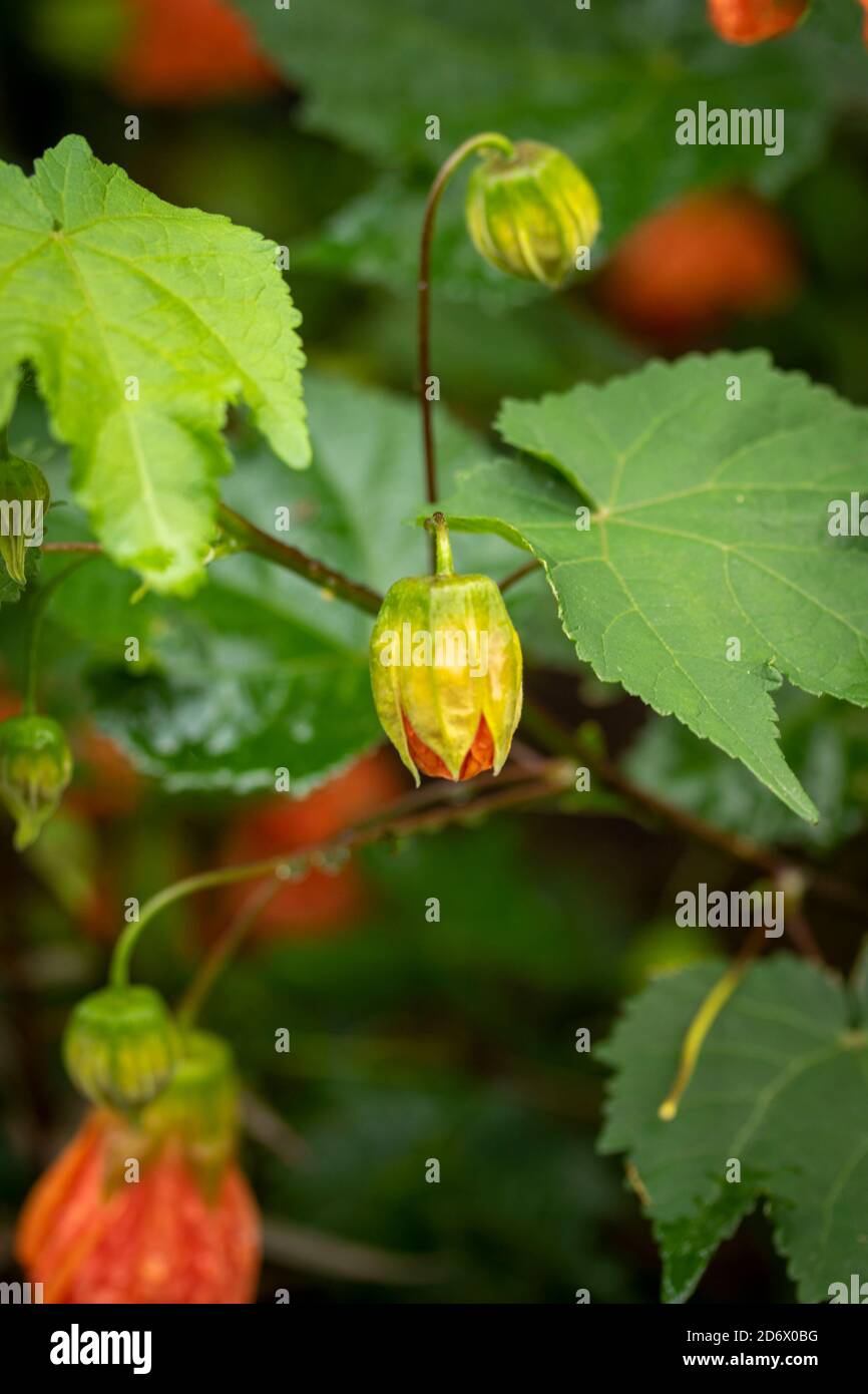 Abutilon (souvenir de Bonn) fiore e verde fogliame dopo una doccia di pioggia, ritratto di fiori naturali Foto Stock