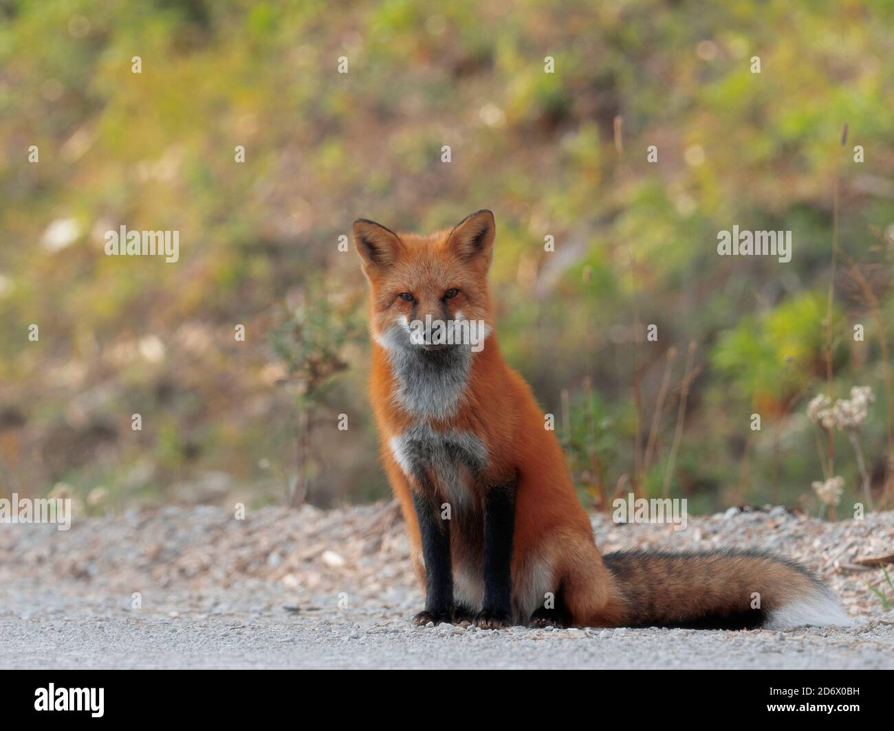 Volpe nella natura selvaggia dell'isola di Anticosti, Quebec, Canada Foto Stock