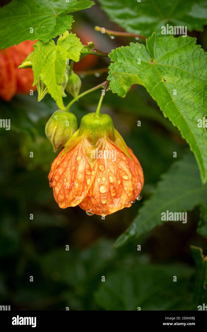 Abutilon (souvenir de Bonn) fiore e verde fogliame dopo una doccia di pioggia, ritratto di fiori naturali Foto Stock