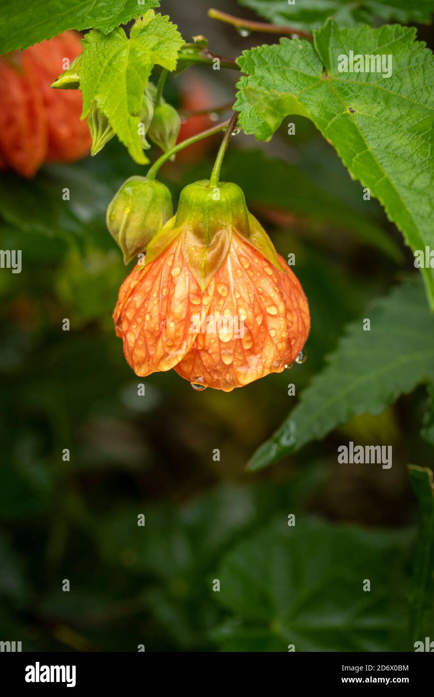 Abutilon (souvenir de Bonn) fiore e verde fogliame dopo una doccia di pioggia, ritratto di fiori naturali Foto Stock