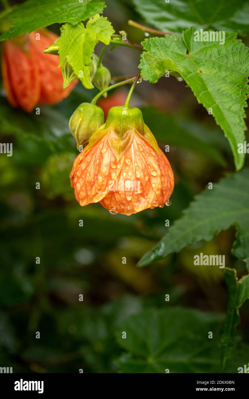 Abutilon (souvenir de Bonn) fiore e verde fogliame dopo una doccia di pioggia, ritratto di fiori naturali Foto Stock
