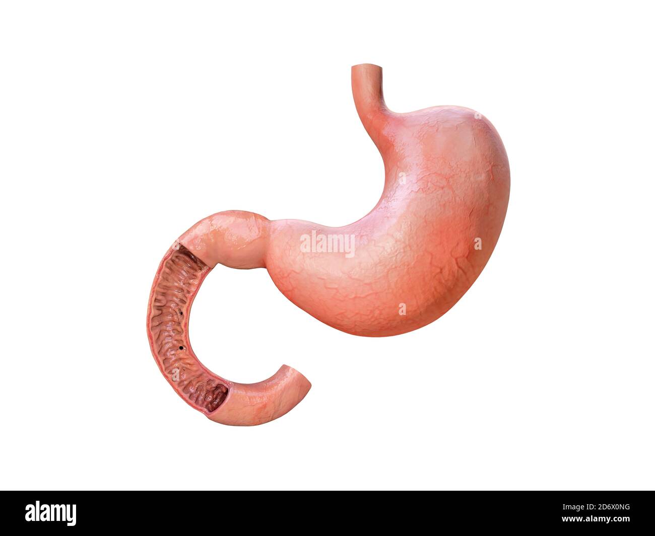 stomaco, dettagli anatomici, illustrazione di uno stomaco umano, rendering Foto Stock
