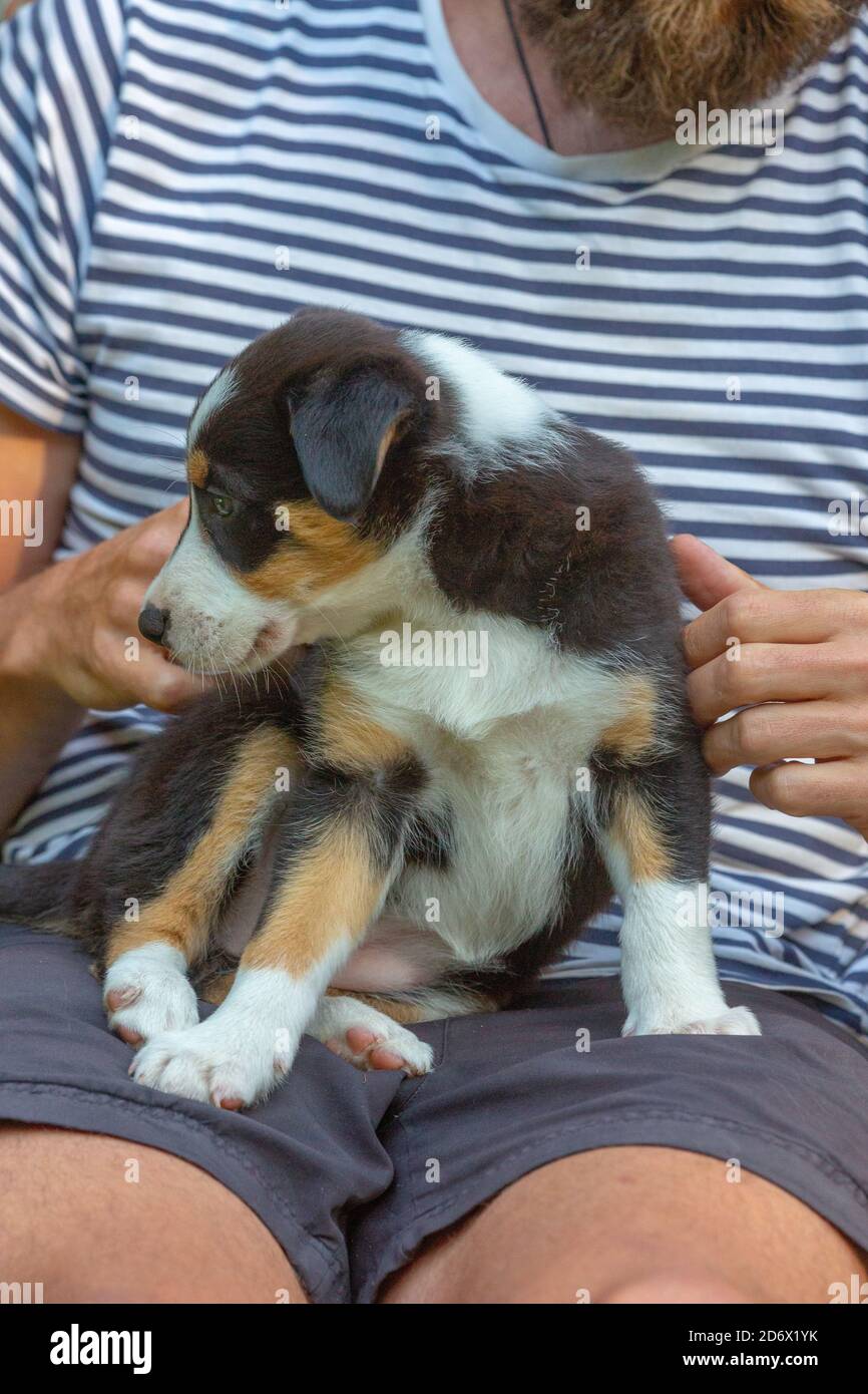 Collie bordo tricolore, nove settimane, cucciolo. Palmare e supportato. Sul ginocchio dei proprietari. Foto Stock